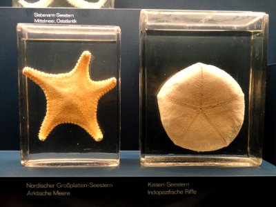 Sea stars - Naturmuseum Senckenberg - DSC02158