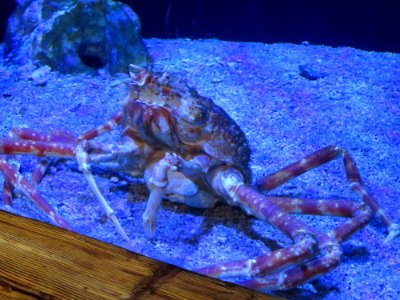 Sea Life München 9