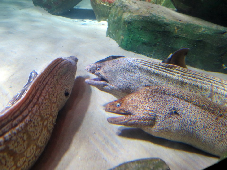 Sea Life München 17