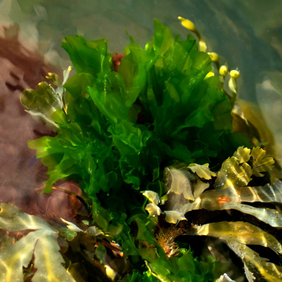 Sea lettuce in Brofjorden 1 - cropped