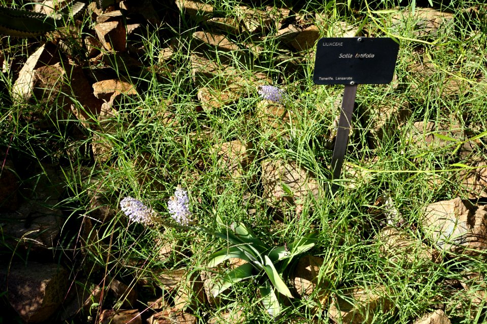 Scilla latifolia - Jardín Botánico de Barcelona - Barcelona, Spain - DSC09065