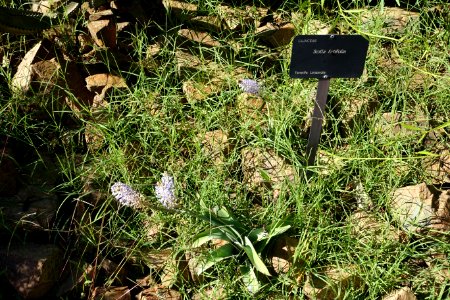 Scilla latifolia - Jardín Botánico de Barcelona - Barcelona, Spain - DSC09065