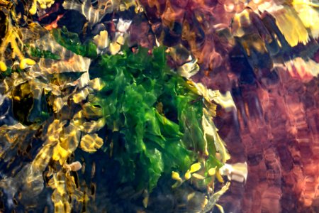 Sea lettuce and other algae in Brofjorden 2