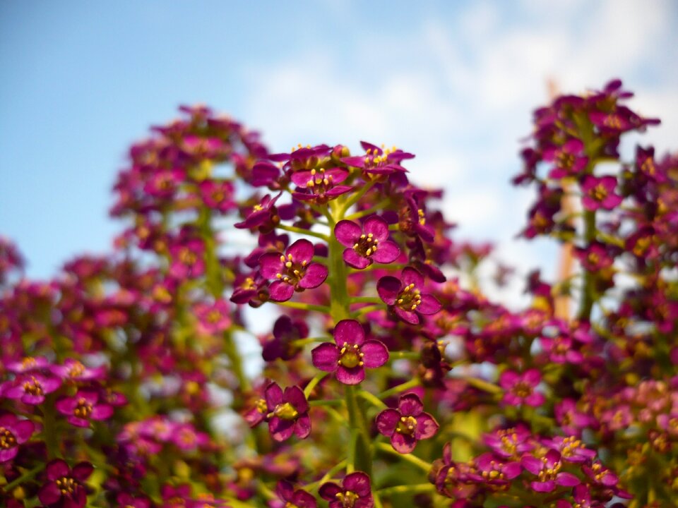 Nature beautiful flower picture