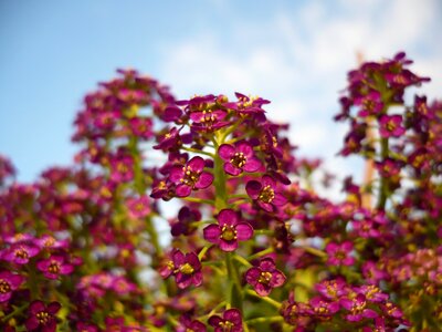 Nature beautiful flower picture
