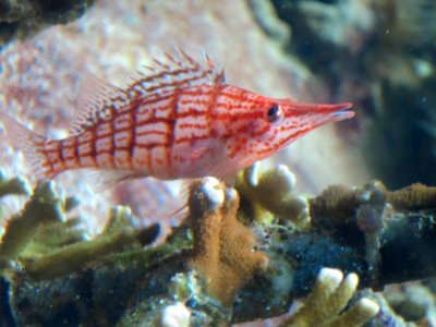Sea Life München 13