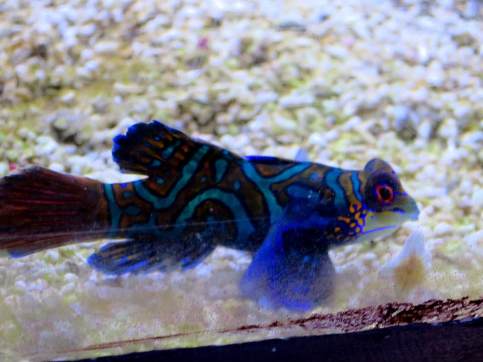 Sea Life München 19