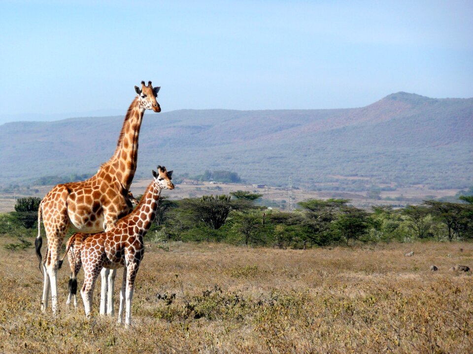 Africa animal wildlife