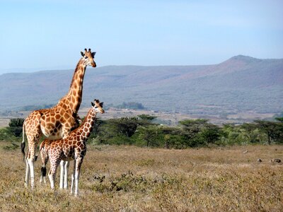 Africa animal wildlife photo