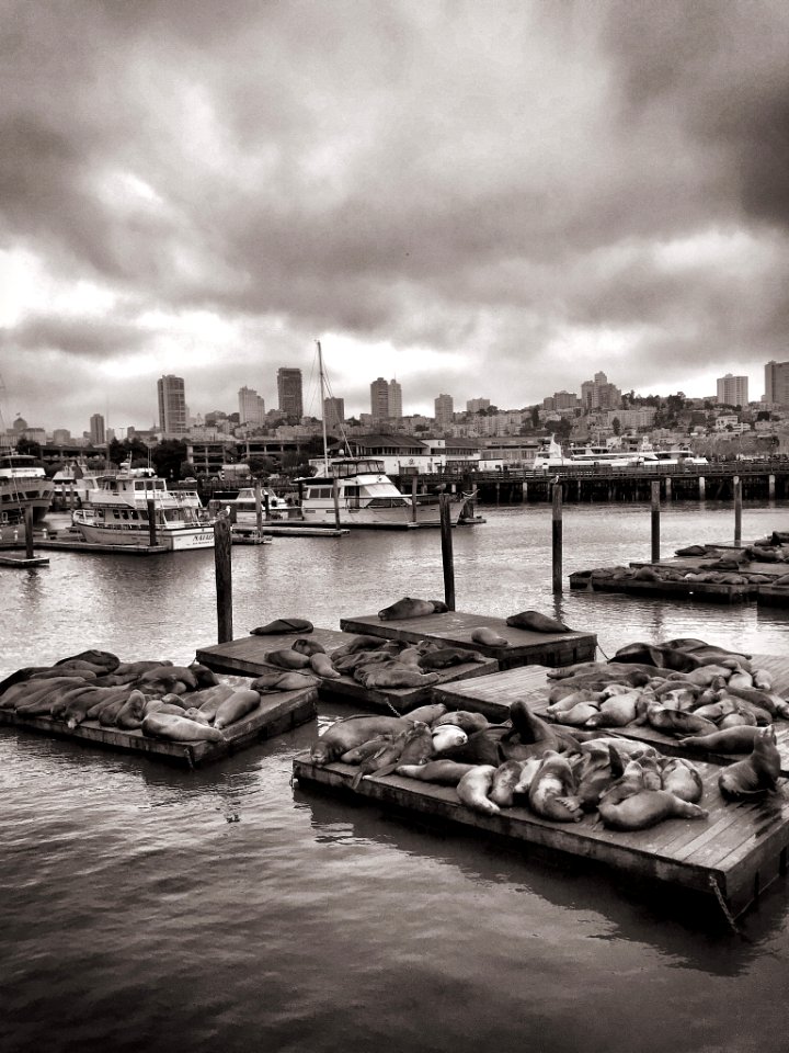 Sea lions and boats by San Francisco piers