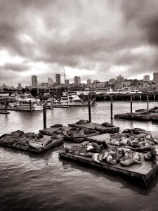 Sea lions and boats by San Francisco piers photo