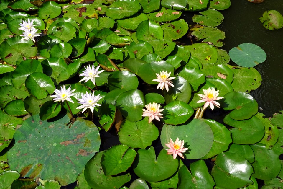 Nymphaeaceae nymphaea caerulea blue water lily