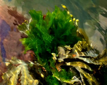 Sea lettuce in Brofjorden 1