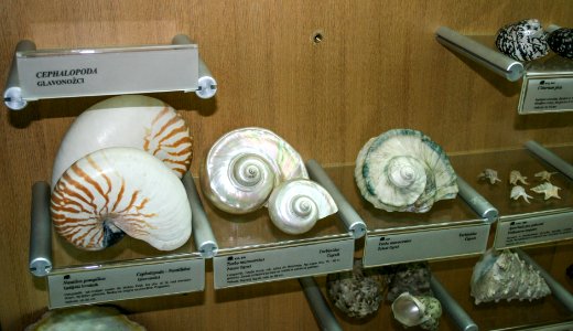 Sea shells in the National Museum of Slovenia 01