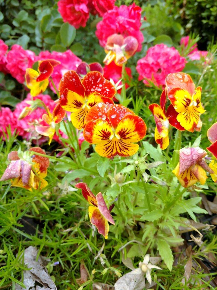 Plant floral nature
