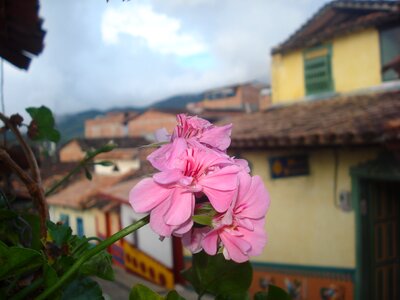 Colombia nature petals
