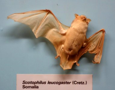 Scotophilus leucogaster - Museo Civico di Storia Naturale Giacomo Doria - Genoa, Italy - DSC02555