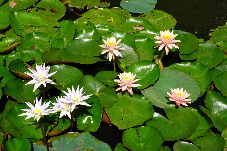 Nymphaeaceae nymphaea caerulea blue water lily