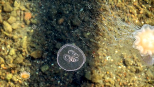 Sea gooseberry, moon jellyfish and lion's mane jellyfish