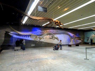 Sea creatures - Naturmuseum Senckenberg - DSC02219