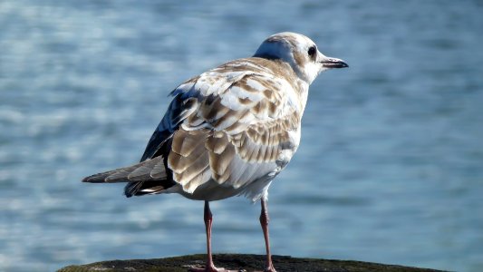Seagull (158625895) photo