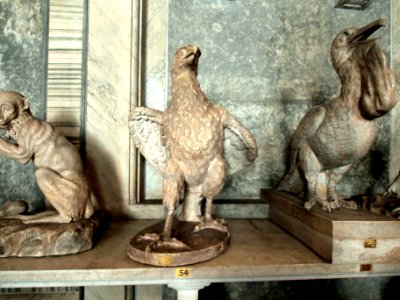 Sculpture no54 in the Vatican museum
