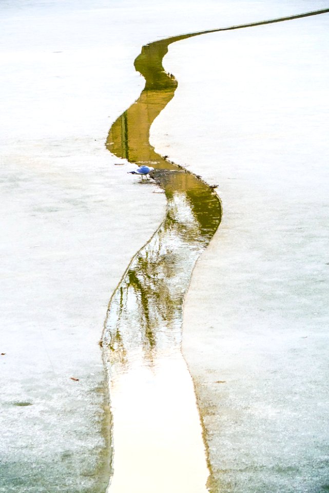 Seagull on breaking ice