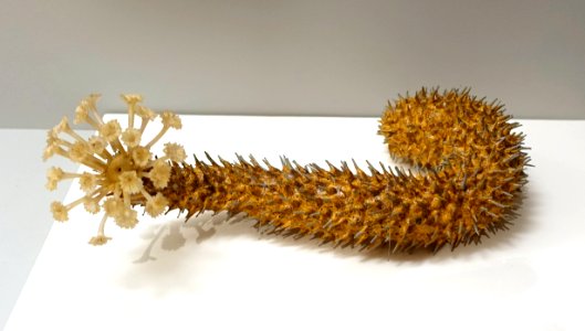 Sea cucumber, model by Leopold and Rudolph Blaschka, glass - Harvard Museum of Comparative Zoology - DSC06169