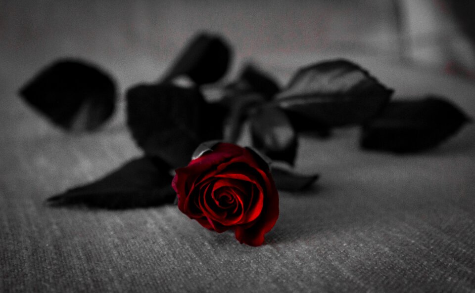 Flora flower rose