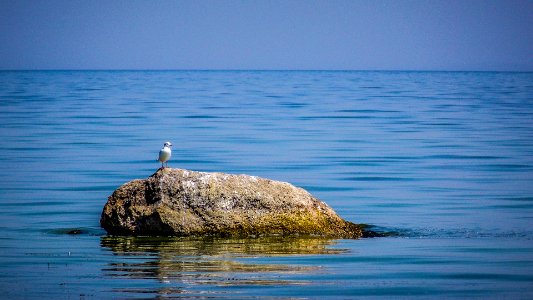Seagull (163780195) photo