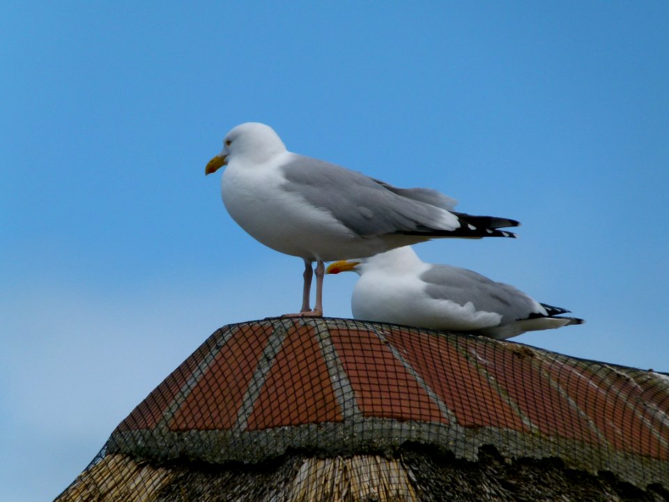 Seagulls in Etretat