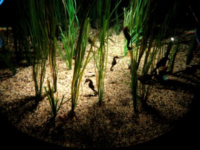 Seahorses - MBA - DSC07097
