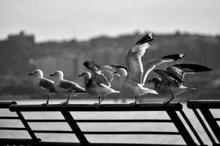 Seagull Family (221304447) photo