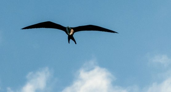 Seagull at La Restinga
