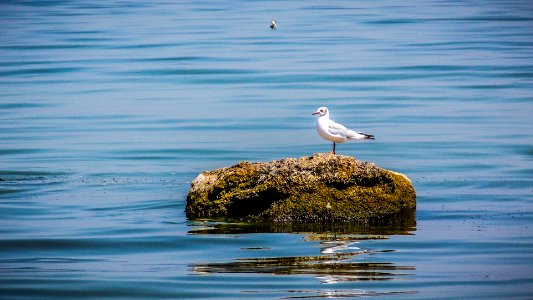 Seagull (163780201) photo
