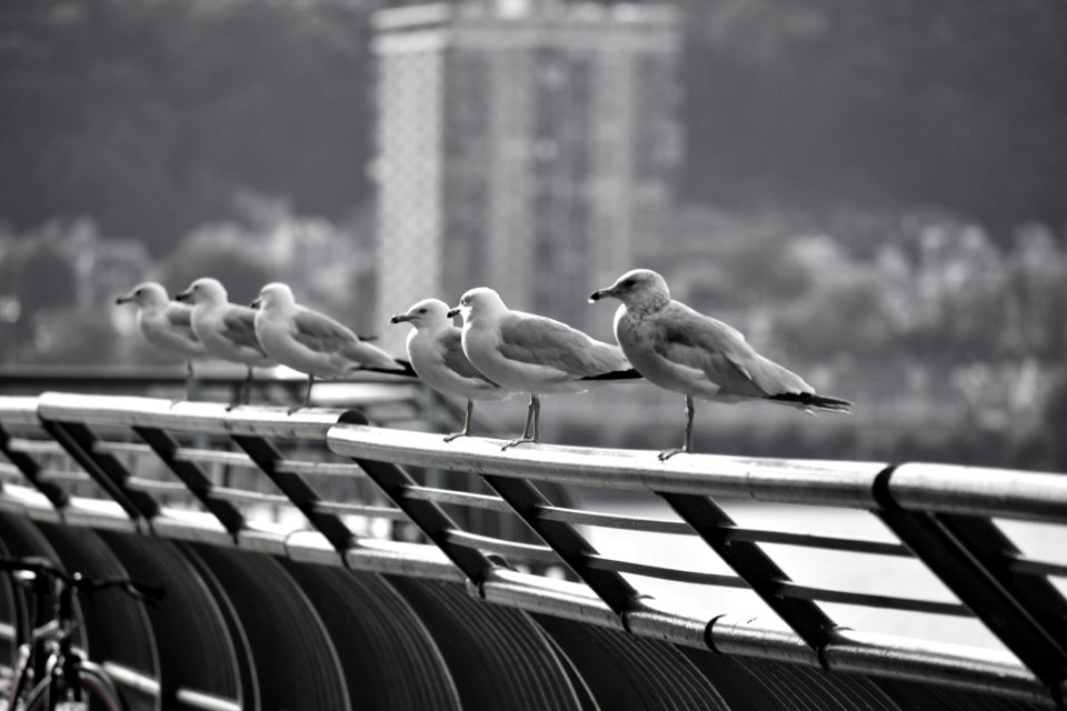 Seagulls 1 (221304563)