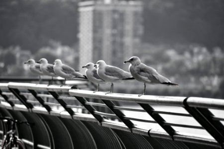 Seagulls 1 (221304563) photo