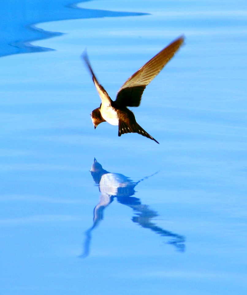 Schwalbe mit Spiegelbild im Wasser