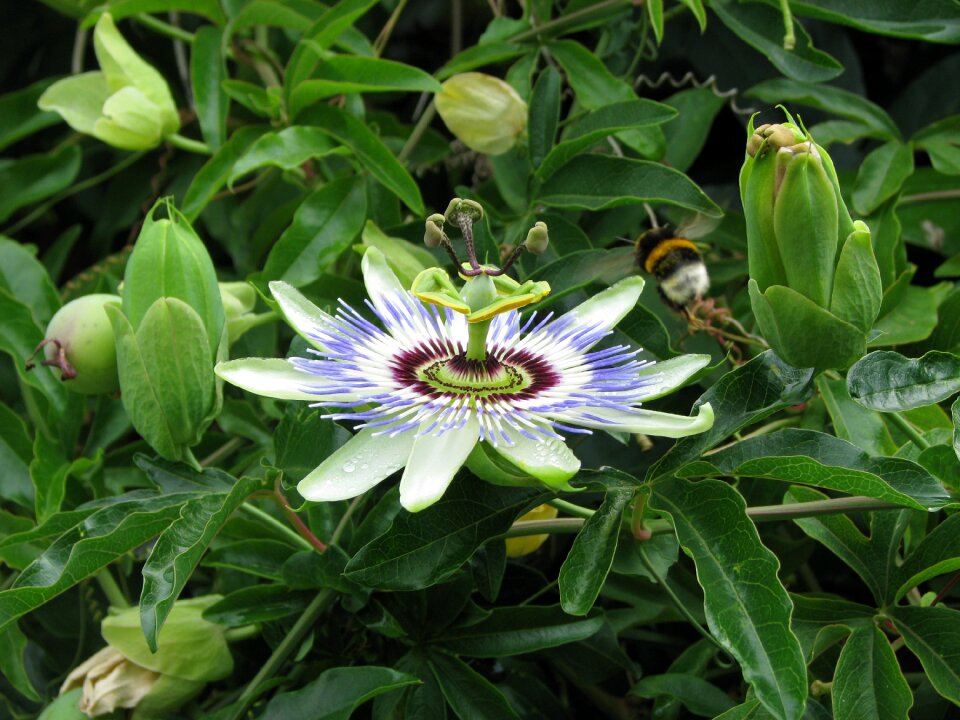 Passion flower summer close up