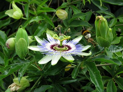 Passion flower summer close up photo