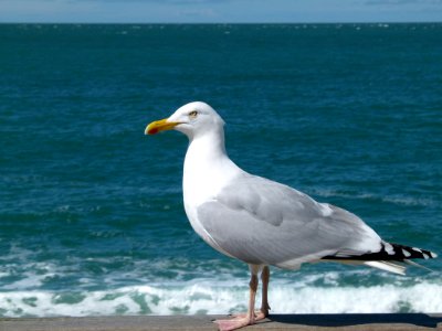 Seagull in Etretat