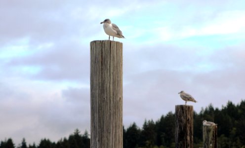 Seagull In Port (257502727)