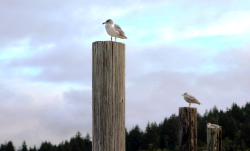 Seagull In Port (257502727) photo