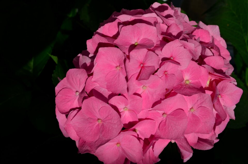 Bloom plant pink photo