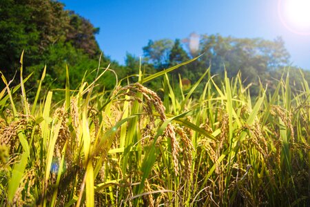 Grain shares plants