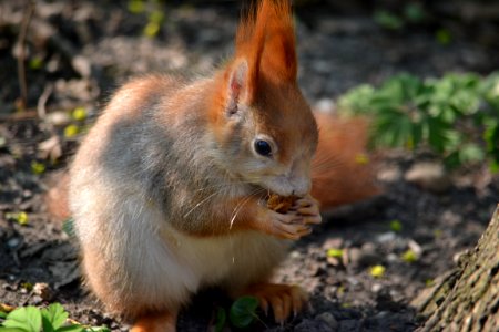 Sciurus vulgaris augarten (12)