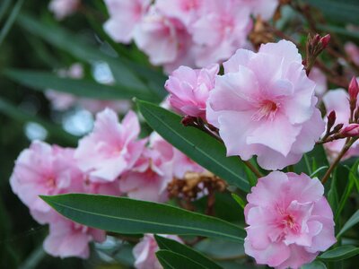 Pink oleander bush photo