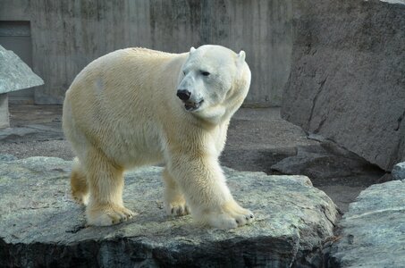 White white bear predator