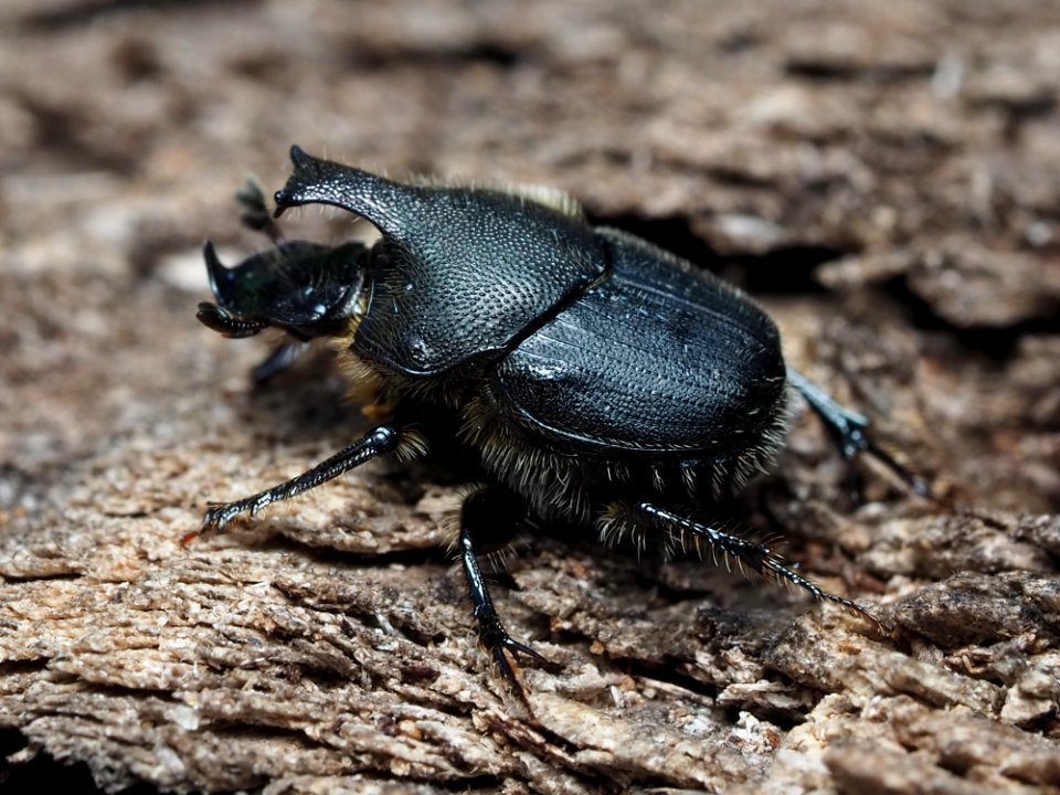 Scooped Scarab (Onthophagus hecate)