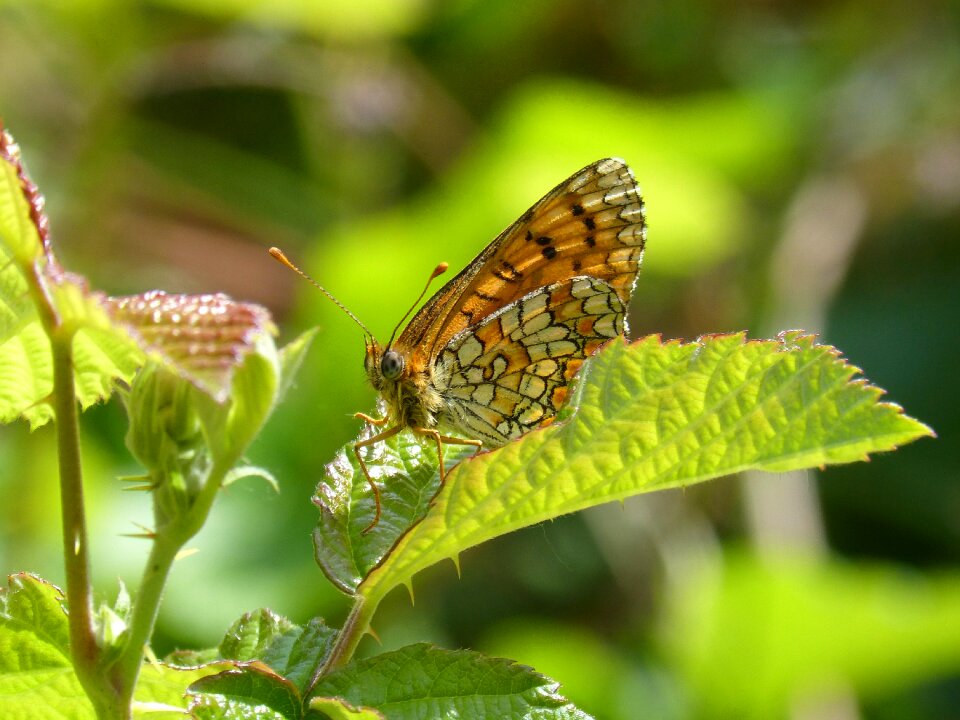Yellow butterfly melitaea phoebe damero knapweed
